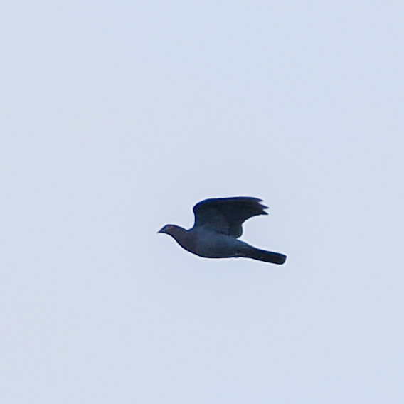 Scaly-naped Pigeon (Patagioenas squamosa), photo 1