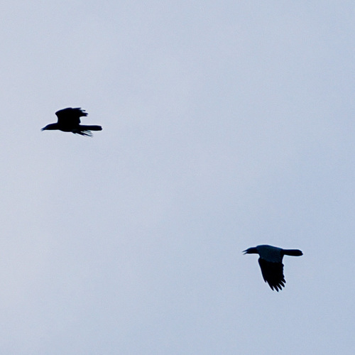 White-necked Crow (Corvus leucognaphalus)