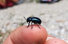 Chrysochus asclepiadeus