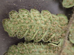 Goniopteris pellita