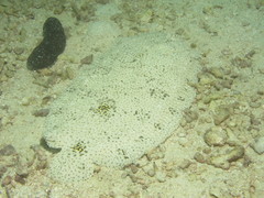 Pardachirus marmoratus