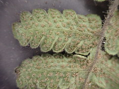 Goniopteris pellita