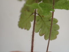 Goniopteris pellita
