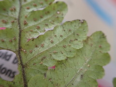 Goniopteris pellita
