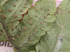 Goniopteris pellita