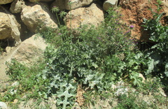 Silybum marianum