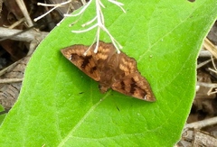 Nisoniades bromias
