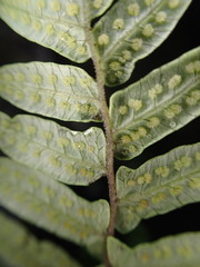 Goniopteris sagittata