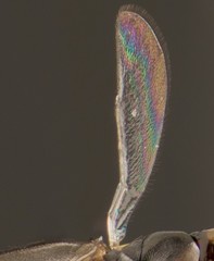 Elasmus