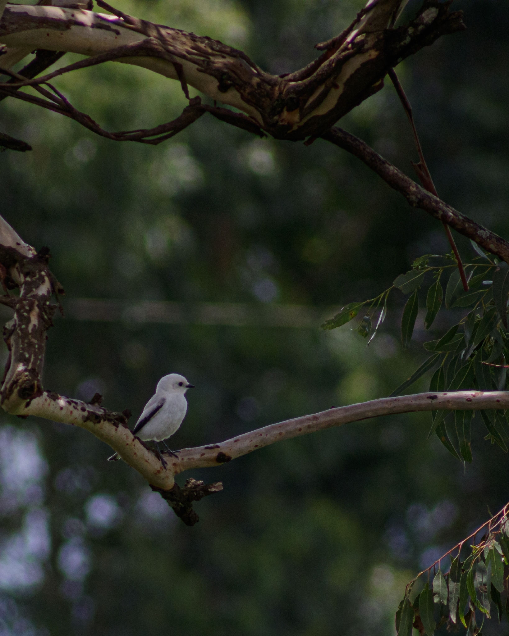 White Monjita (Xolmis irupero), photo 4