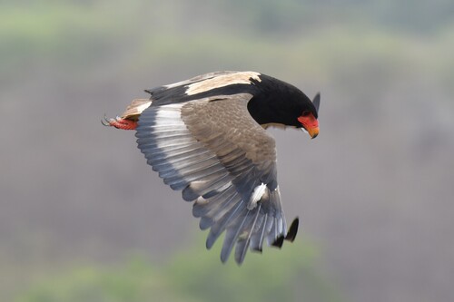 Bateleur (Terathopius ecaudatus), photo 5