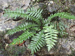 Goniopteris sagittata