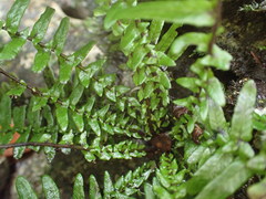 Goniopteris sagittata