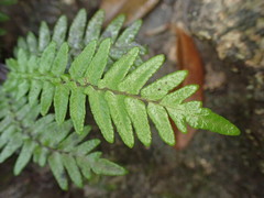 Goniopteris sagittata