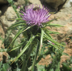 Silybum marianum