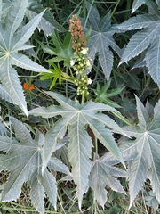 Ricinus communis