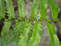 Goniopteris sagittata