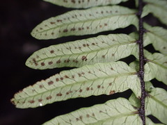 Goniopteris sagittata