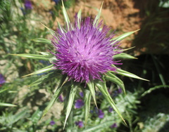 Silybum marianum
