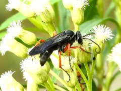 Episyron conterminus