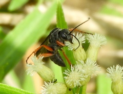 Episyron conterminus