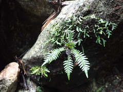 Goniopteris sagittata