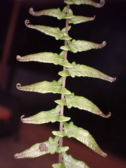 Goniopteris sagittata