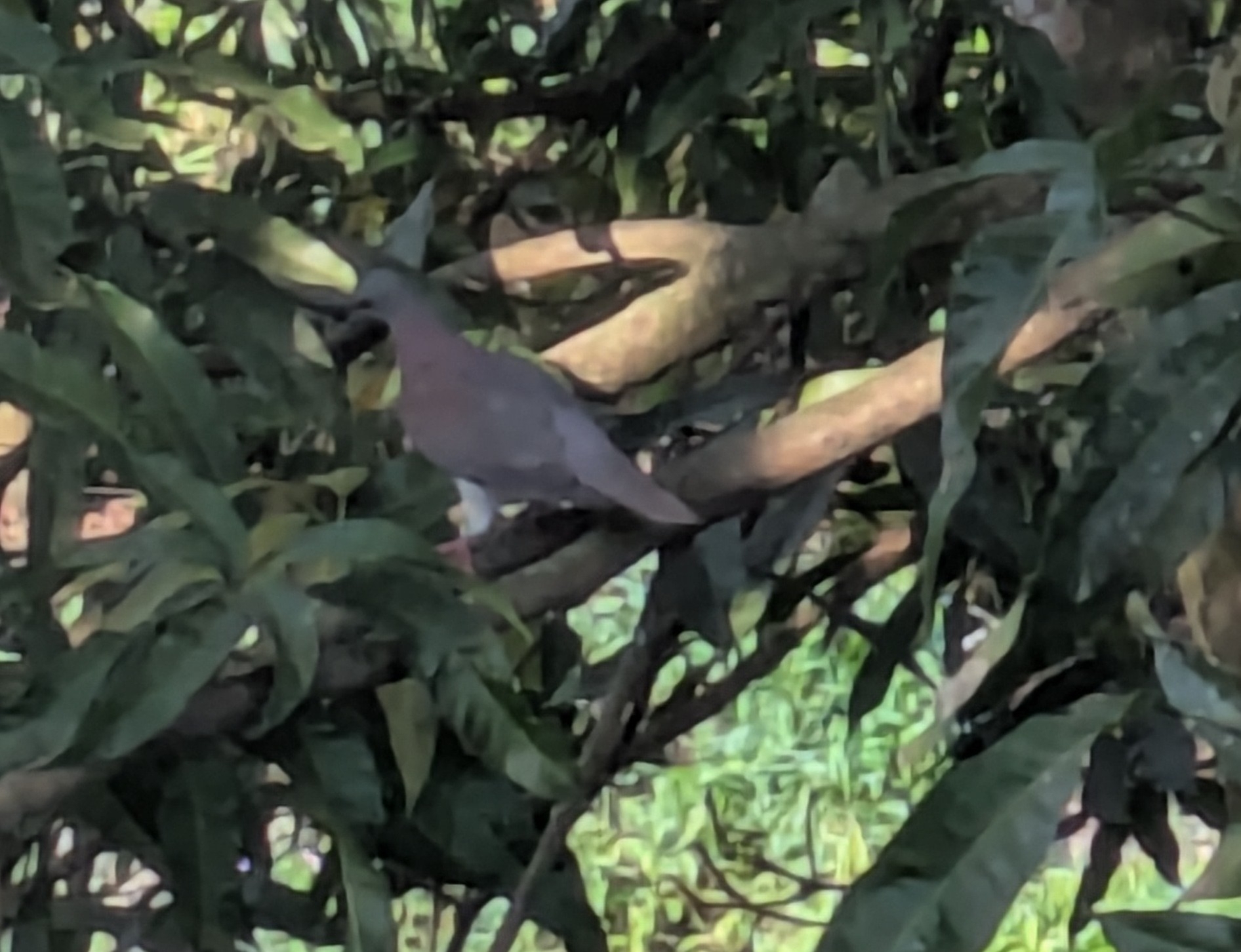 Pale-vented Pigeon (Patagioenas cayennensis), photo 3