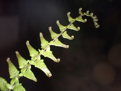 Goniopteris sagittata