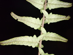 Goniopteris sagittata