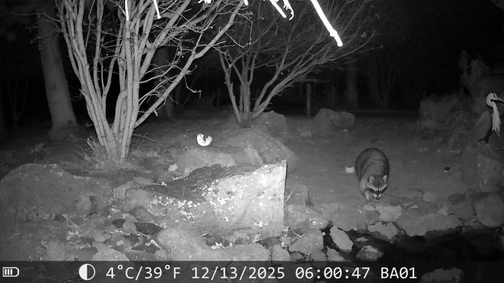 Common Raccoon from Archie Briggs Rd, Bend, OR 97703, USA on December ...