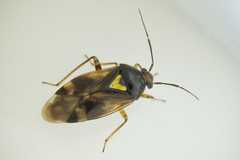 Orthops basalis