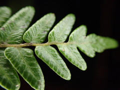 Goniopteris sagittata