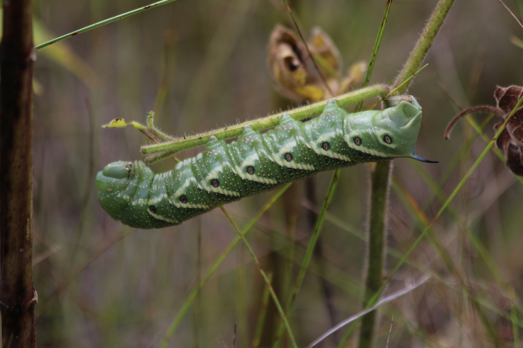 Los Cinco Palomillas – Illimana Polilla halcón de cinco manchas (Manduca quinquemaculatus