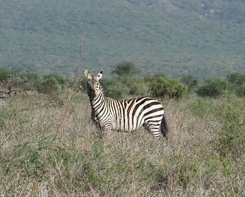 Plains zebra