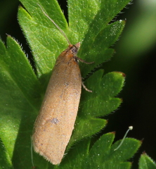 Aphelia viburnana