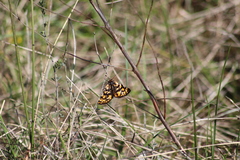 Eurranthis plummistaria