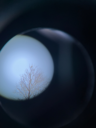 View observation of {o.common_name} on iNaturalist