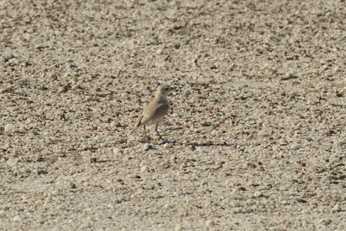 iNaturalist image