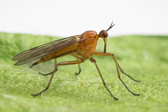Empis stercorea
