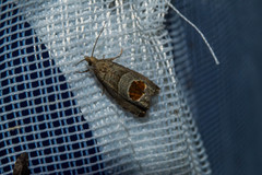 Notocelia uddmanniana