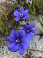 Aristea oligocephala