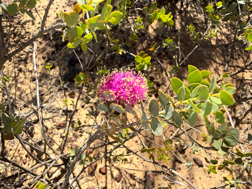 Melaleuca cordata observed 2025-11-03
