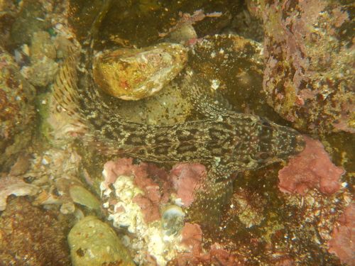 Largemouth blenny (Labrisomus xanti) — Labrisomidae — 5