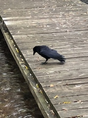 Corvus corone