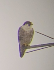 Falco peregrinus