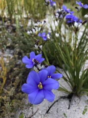 Aristea oligocephala
