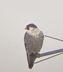 Falco peregrinus