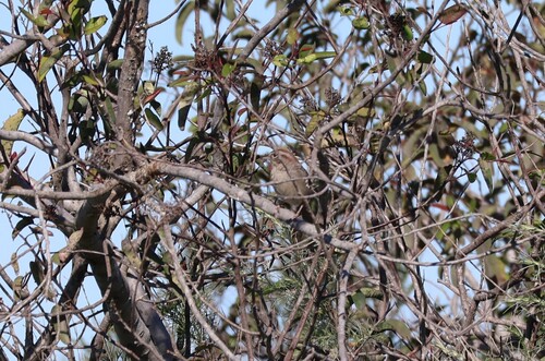 Rufous-crowned Sparrow (Aimophila ruficeps), photo 6