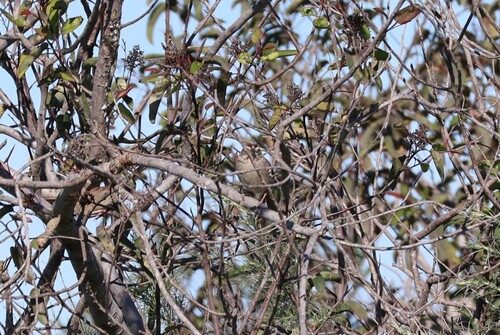 Rufous-crowned Sparrow (Aimophila ruficeps), photo 7